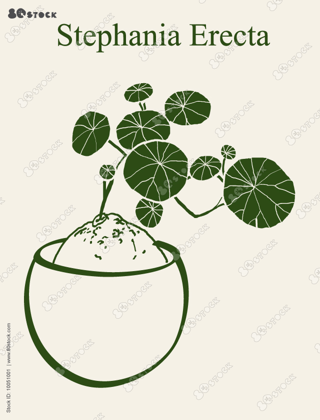 Stephania Erecta home plant vector illustration.