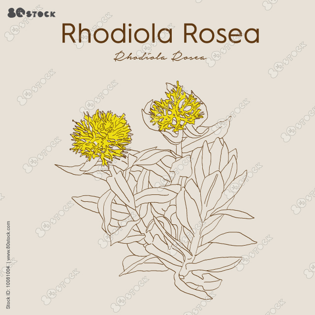 Rhodiola is an herb that grows in the cold, mountainous regions of Europe and Asia. Rhodiola Rosea.