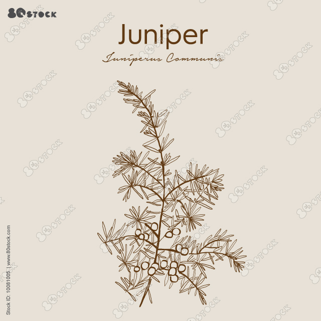 Juniper berries are among the only spices derived from conifers, along with spruce buds. Common juniper, fairy circle, hackmatack, gin berry, horse savin, gorst, aiten, dwarf juniper.