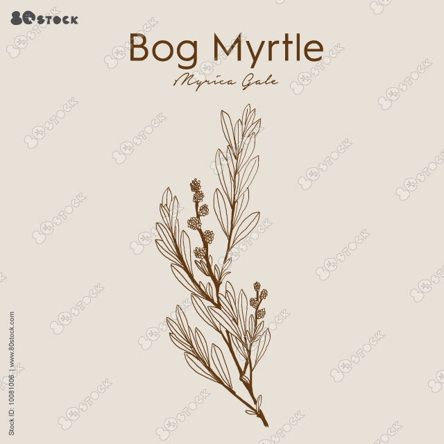 Bog Myrtle (syn. Gale palustris) grows in marshy areas of Northern Europe. Myrica gale. Sweet gale, candle berry, Porsch (German).