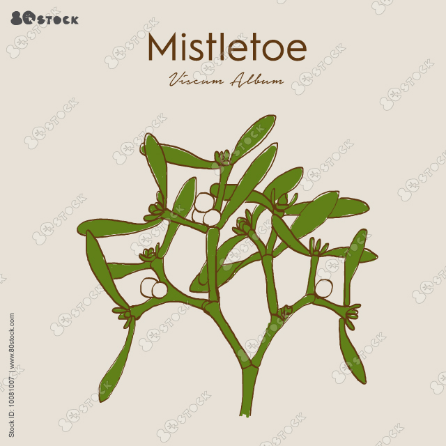 Mistletoe is a powerful nervine - a herb that strengthens and feeds the nervous system. Viscum Album.