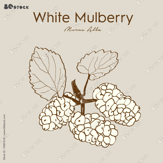 Hand drawn vector illustrations with whole, half, cut slice White Mulberry exotic fruits, flowers and leaves isolated.