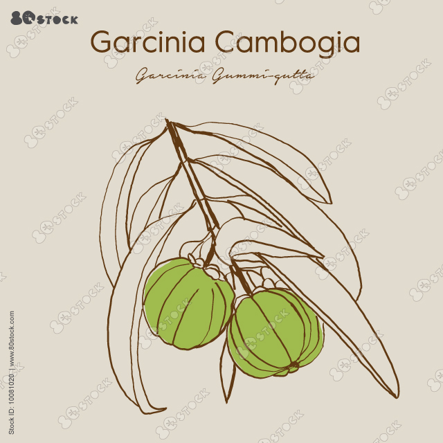 Garcinia Cambogia. Healthy detox natural product superfood illustration.