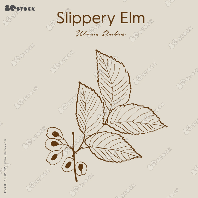 Slippery Elm Herb. Moose, rock elm, Indian elm, ulmi rubrae cortex, ulmaceae, ulmus fulva michaux. Slippery elm is primarily used as an herbal remedy for sore throats and coughs.