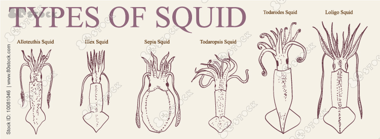 Types of squid. Loligo, Alloleuthis, Illex, Todaropsis, Todarodes, Sepia.