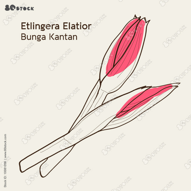 Etlingera Elatior (torch ginger, ginger flower, red ginger lily, torch lily, wild ginger, combrang, bunga kantan, porcelain rose). Vector EPS 10