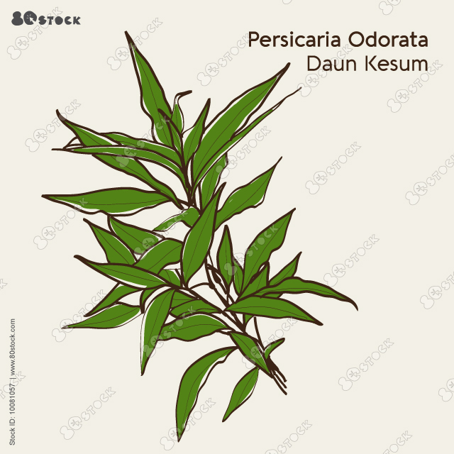 Leaves kesum or persicaria odorata (Vietnamese cilantro) leaves. Vector EPS 10