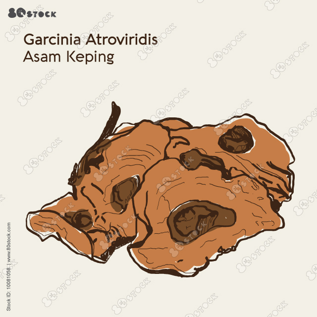 Dry garcinia cambogia or Garcinia atroviridis Griff. Garcinia Atroviridis Illustration Sketch and Vector Style. Assam Keping. Vector EPS 10