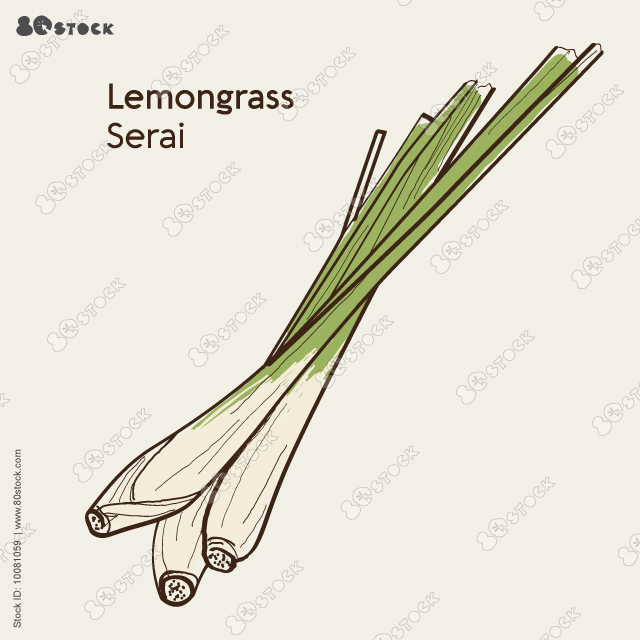 Vector illustration of a bunch of lemongrass or Cymbopogon.