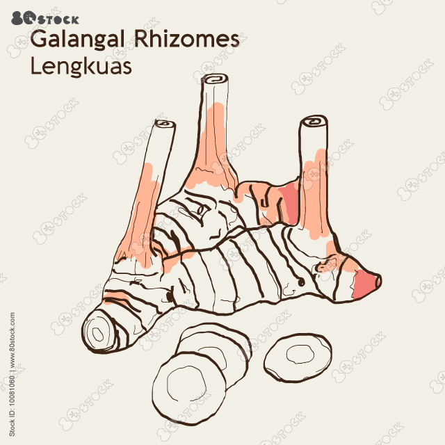 Galangal rhizomes, Alpinia galanga. Zingiber officinale fresh slices. Hand drawn flat vector illustration.