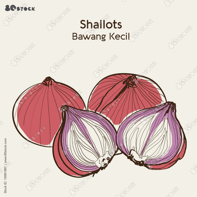 Shallot, Shallots Illustration. Sketch & Vector Style