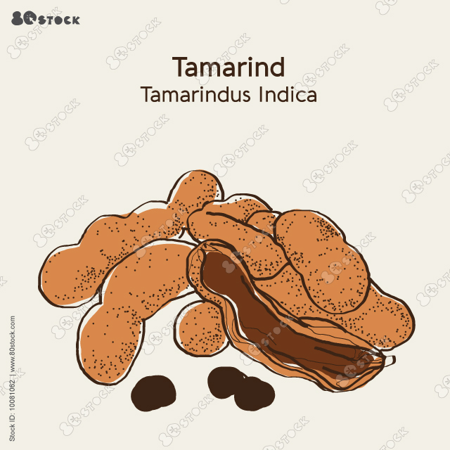 Vector illustration of tamarind or tamarindus indica.