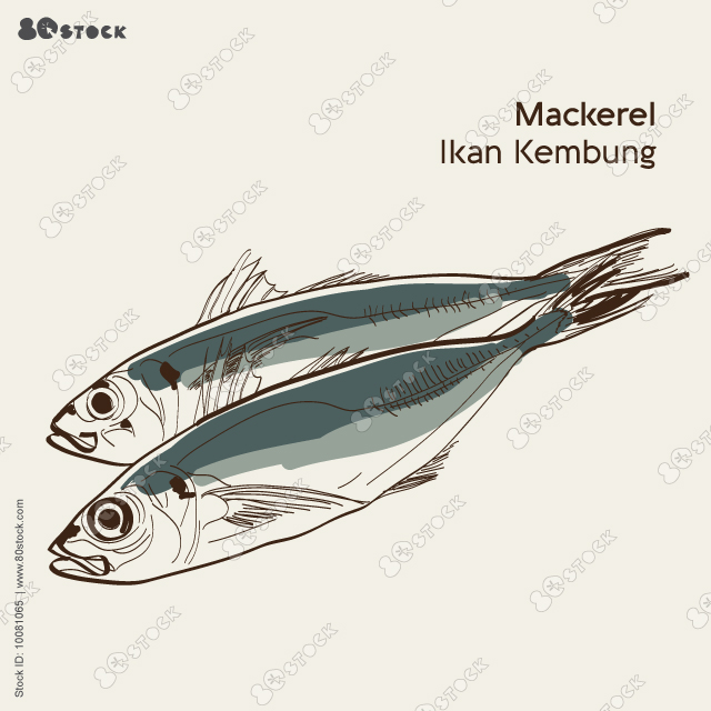 Indian mackerel or ikan kembung. Vector illustration. 