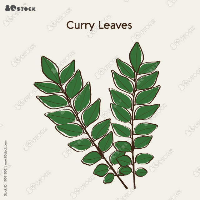 Curry leaves (Murraya koenigii) . Vector illustration. 