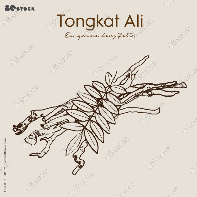 Tongkat Ali is Eurycoma longifolia in Malay, or Pasak Bumi, Longjack medicinal plant. Hand drawn botanical vector illustration EPS10