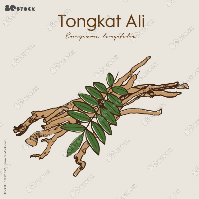 Tongkat Ali is Eurycoma longifolia in Malay, or Pasak Bumi, Longjack medicinal plant. Hand drawn botanical vector illustration EPS10