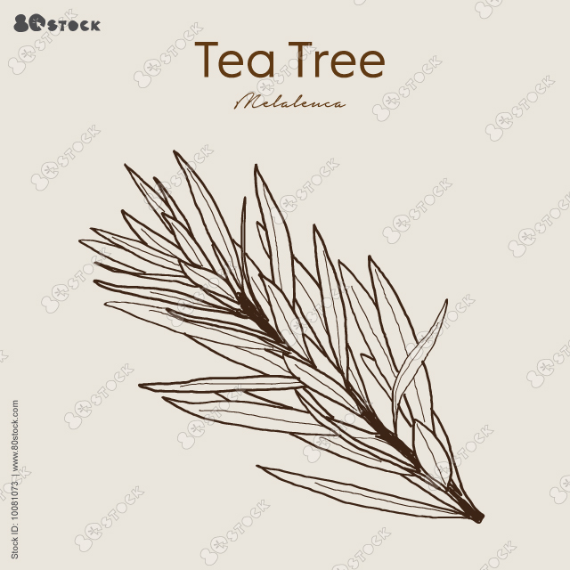 Tea tree herbal illustration, a medicinal plant. Ayurvedic herbs, medicines. Ayurveda. Natural herbs. Vector EPS10