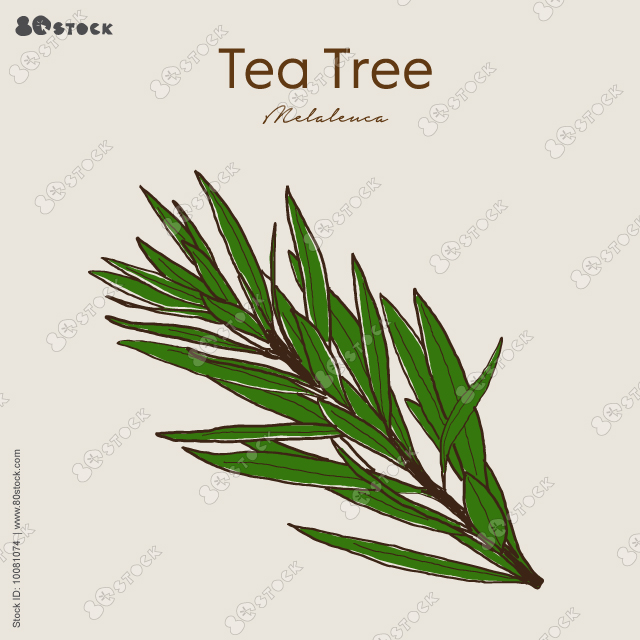 Tea tree herbal illustration, a medicinal plant. Ayurvedic herbs, medicines. Ayurveda. Natural herbs. Vector EPS10