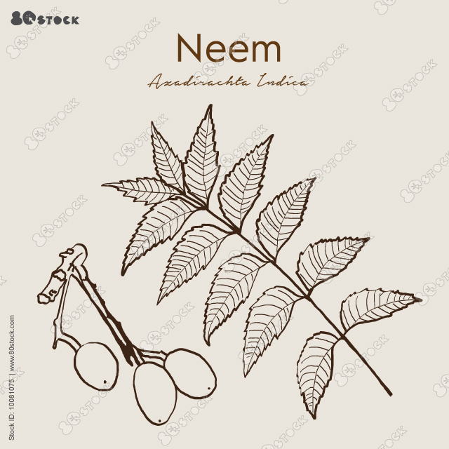 Neem Leaves with fruit vector illustration EPS10. Ayurveda Natural herbs.