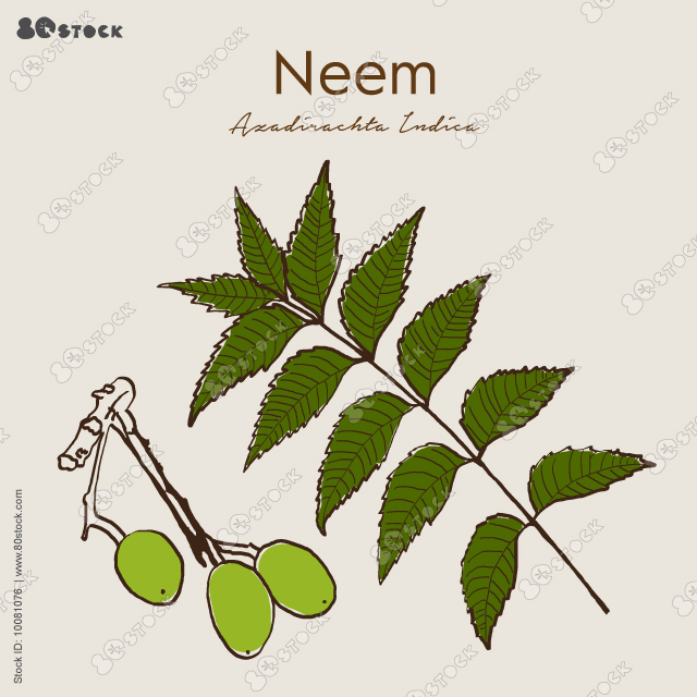 Neem Leaves with fruit vector illustration EPS10. Ayurveda Natural herbs.