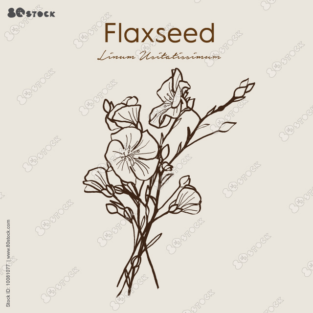 Flax seeds or blue flower vector illustration EPS10. Hand drawn isolate. Botanical detailed collection for vintage design organic cosmetic, medicine