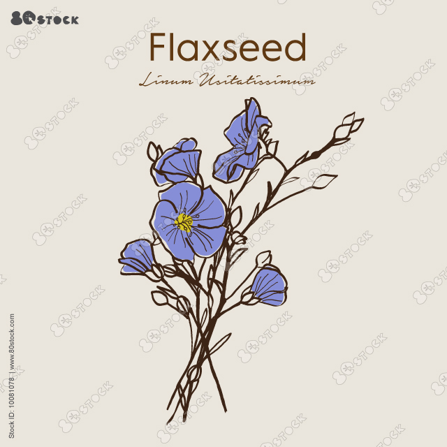 Flax seeds or blue flower vector illustration EPS10. Hand drawn isolate. Botanical detailed collection for vintage design organic cosmetic, medicine