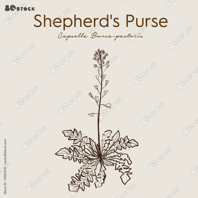 Shepherds purse, field flowers, vector drawing wild plants at white background, floral elements, hand drawn botanical illustration