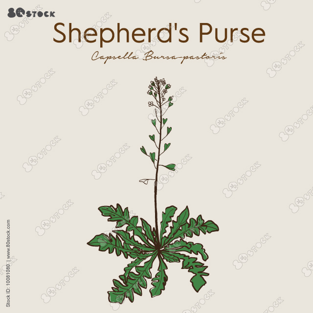 Shepherds purse, field flowers, vector drawing wild plants at white background, floral elements, hand drawn botanical illustration