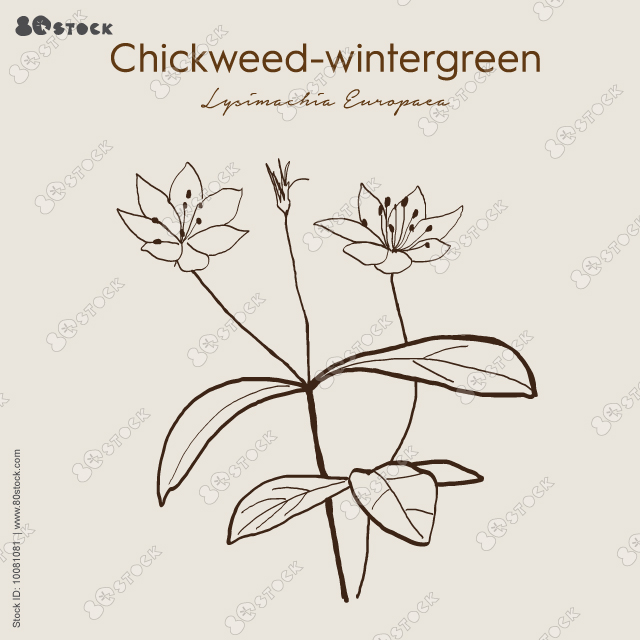 Chickweed-wintergreen or arctic starflower (Lysimachia europaea), medicinal plant. Hand drawn botanical vector illustration EPS 10