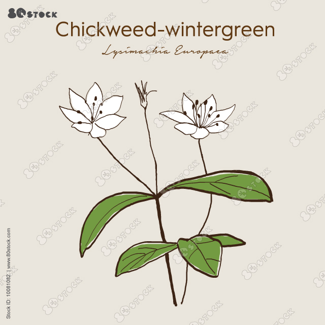 Chickweed-wintergreen or arctic starflower (Lysimachia europaea), medicinal plant. Hand drawn botanical vector illustration EPS 10