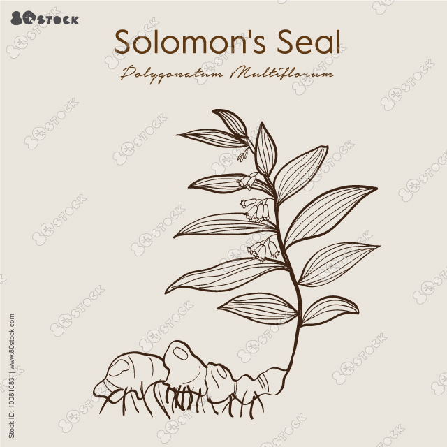 Solomons seal (Polygonatum multiflorum), medicinal plant. Hand drawn botanical vector illustration EPS 10.