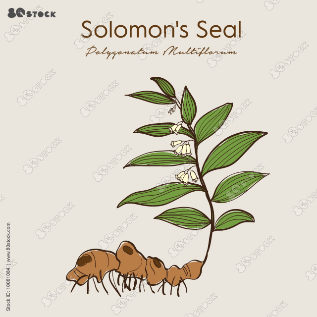 Solomons seal (Polygonatum multiflorum), medicinal plant. Hand drawn botanical vector illustration EPS 10.