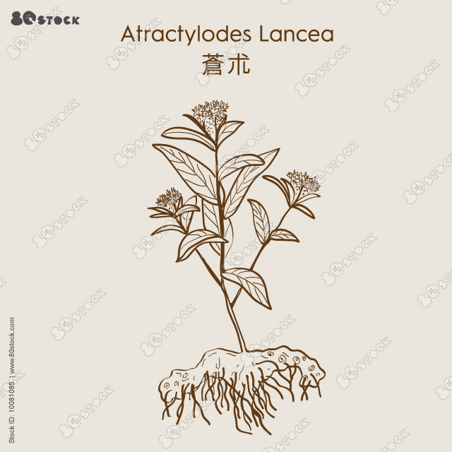 Atraktylodes Lancea 苍术 or Atraktylodes large: plant, leaves, atraktylodes large root and atractylodes lancea flowers. Cosmetic and medical plant. Vector hand drawn EPS 10.