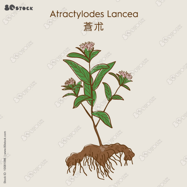 Atraktylodes Lancea 苍术 or Atraktylodes large: plant, leaves, atraktylodes large root and atractylodes lancea flowers. Cosmetic and medical plant. Vector hand drawn EPS 10.