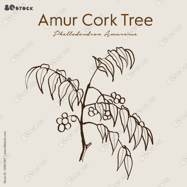 Amur cork tree (phellodendron amurense), chinese medicinal plant. Hand drawn botanical vector illustration EPS10