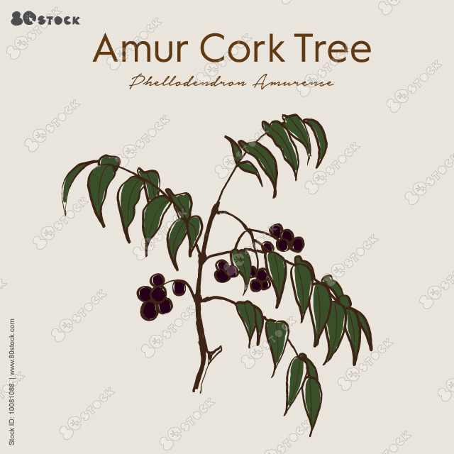 Amur cork tree (phellodendron amurense), chinese medicinal plant. Hand drawn botanical vector illustration EPS10