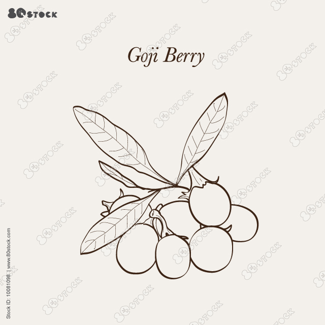 Fresh branch of goji berries with leaves hand drawn vector illustration. Chinese wolfberry, lycium barbarum. Vector illustration EPS10