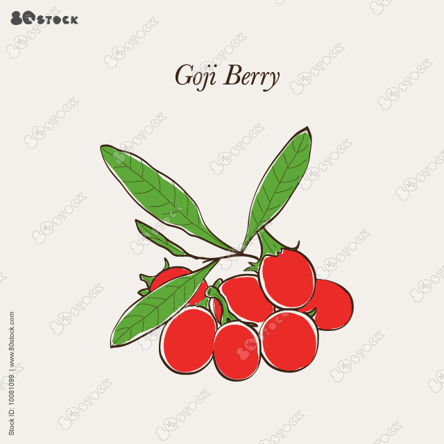 Fresh branch of goji berries with leaves hand drawn vector illustration. Chinese wolfberry, lycium barbarum. Vector illustration EPS10