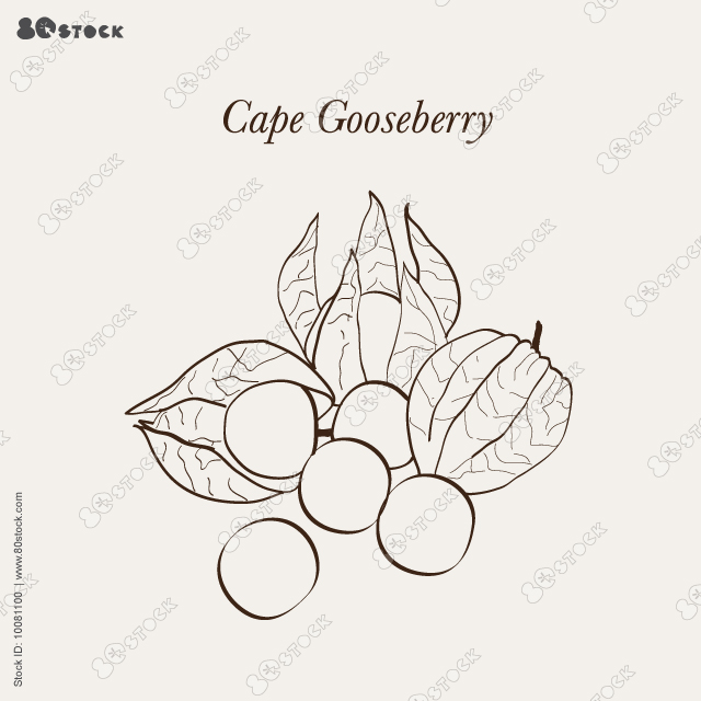 Cape Gooseberry. Physalis peruviana is a species of plant in the nightshade family native to Chile and Peru. Hand drawn berries vector illustration EPS 10.