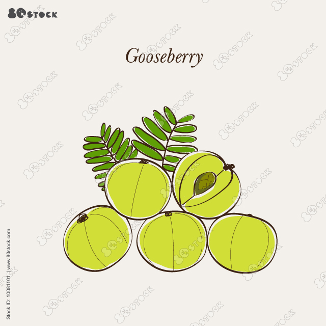 Vector illustration, Phyllanthus emblica, also known as emblic, myrobalan, Indian gooseberry, Malaca tree, or amla. Vector illustration EPS 10.