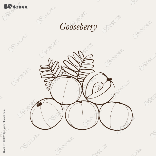 Vector illustration, Phyllanthus emblica, also known as emblic, myrobalan, Indian gooseberry, Malaca tree, or amla. Vector illustration EPS 10.