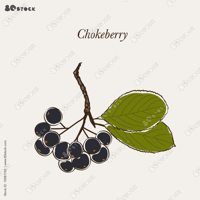 Chokeberry vector drawing. Hand drawn botanical branch with berries and leaves. Illustration of herb. Vector illustration EPS 10.