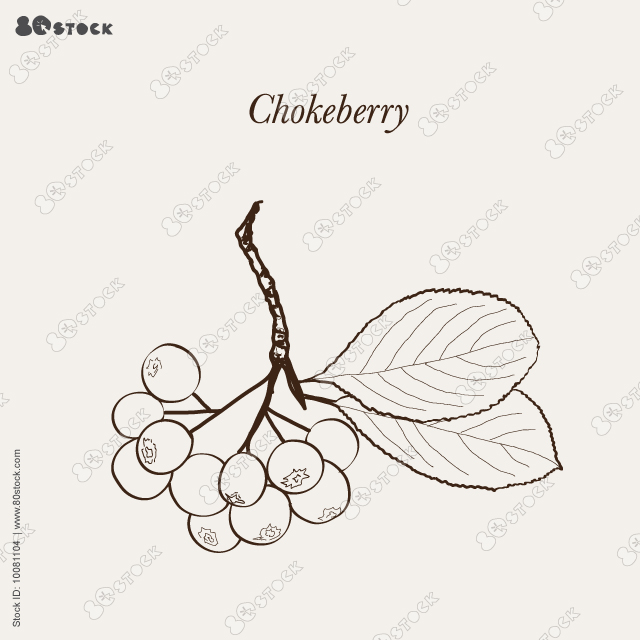 Chokeberry vector drawing. Hand drawn botanical branch with berries and leaves. Illustration of herb. Vector illustration EPS 10.