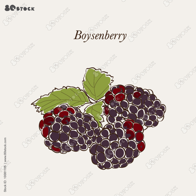 Boysenberry: leaves and boysenberry plant. Vector illustration EPS 10.