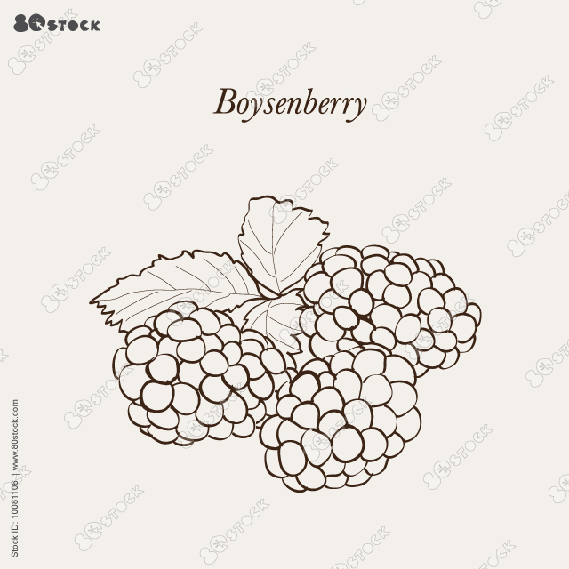 Boysenberry: leaves and boysenberry plant. Vector illustration EPS 10.