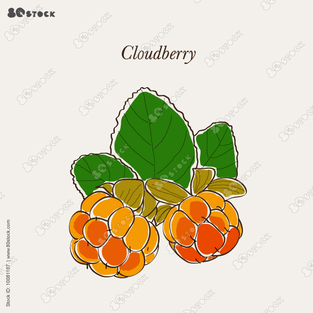 Cloudberry with leaves. Vector illustration EPS 10.