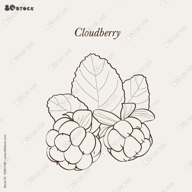 Cloudberry with leaves. Vector illustration EPS 10.