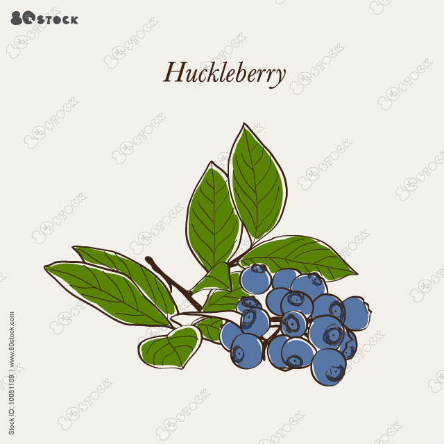 Mountain huckleberry (Vaccinium membranaceum), or square-twig blueberry. Vector illustration EPS 10.