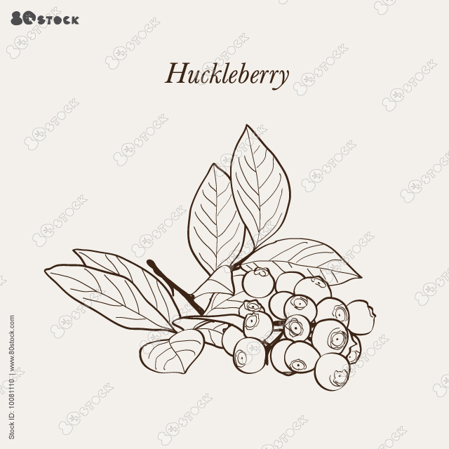 Mountain huckleberry (Vaccinium membranaceum), or square-twig blueberry. Vector illustration EPS 10.