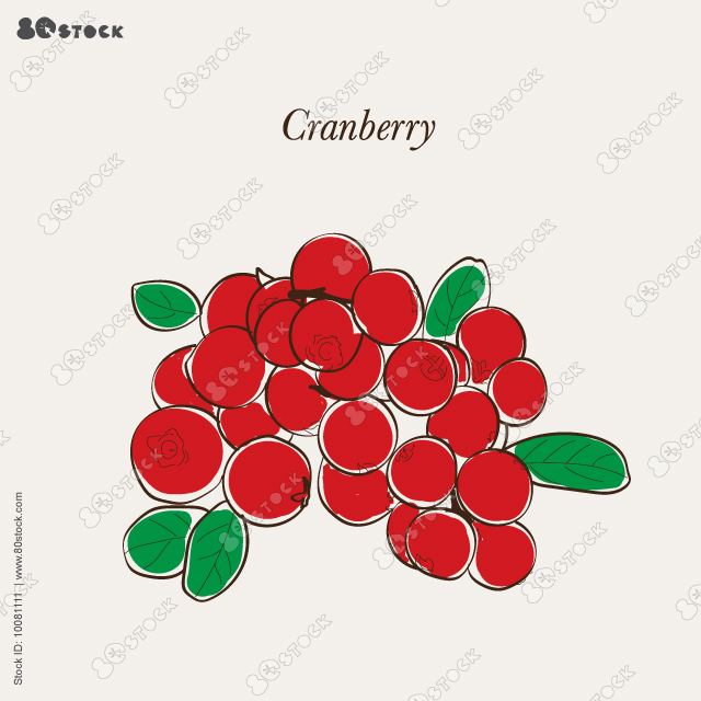 Cranberry. Isolated berry branch sketch. Vector illustration EPS 10.